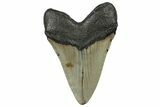 Serrated, Fossil Megalodon Tooth - North Carolina #299018-2